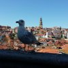Vlada Kuznietsova i Vitalii Kondrenko, studenci studiów magisterskich z zarządzania PWSTE w Jarosławiu podczas studiów w ramach programu Erasmus+ w Escola Superior de Tecnologias de Fafe - Portugalia